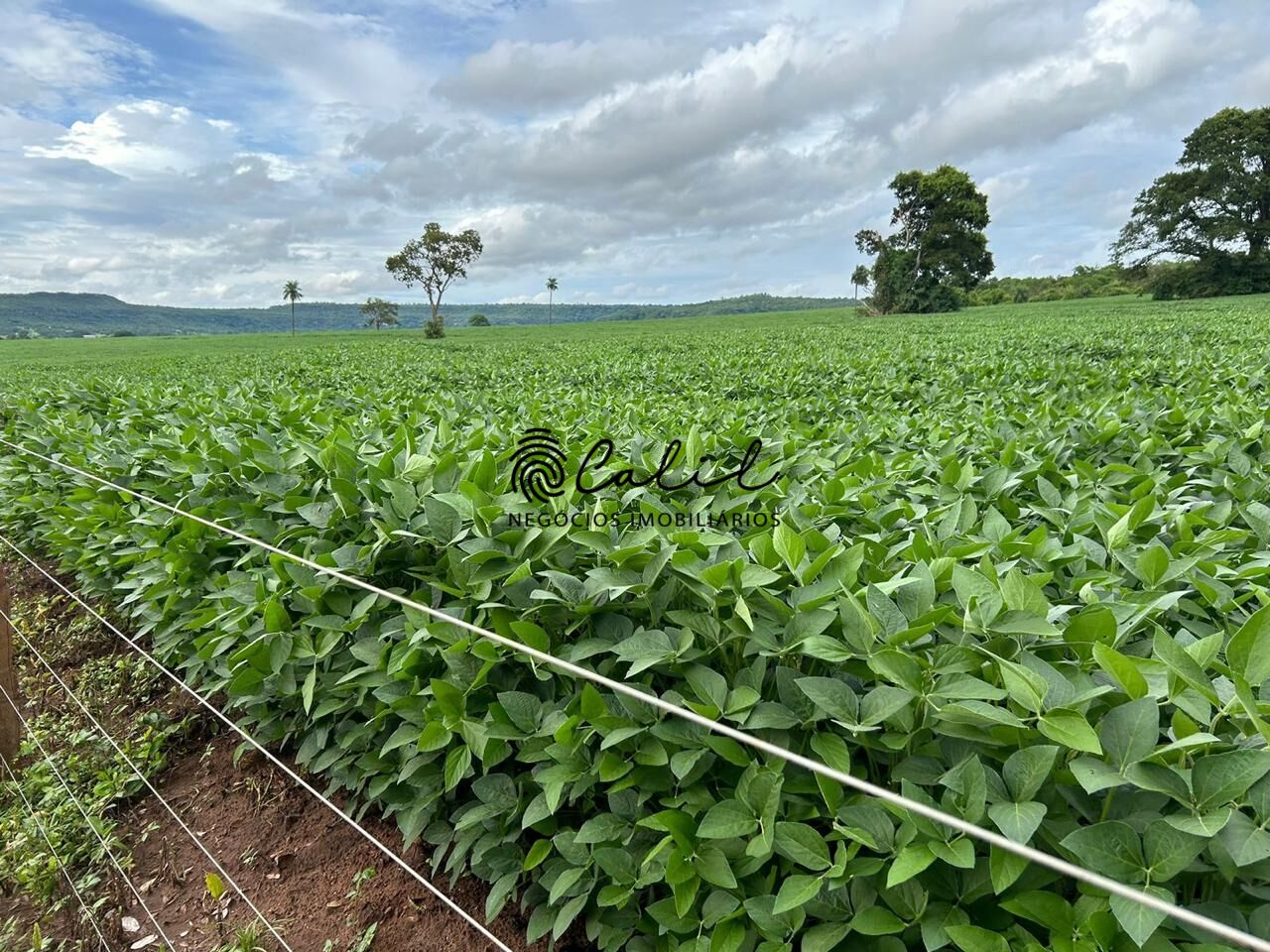 Fazenda à venda com 1 quarto, 2700000m² - Foto 6