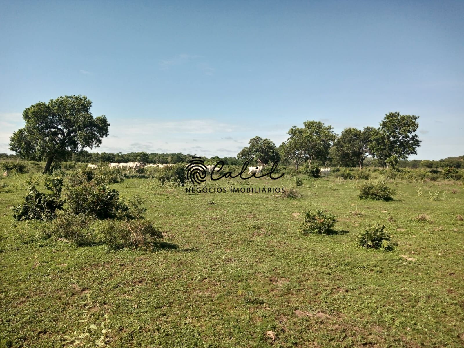 Fazenda à venda com 1 quarto, 3115800m² - Foto 15