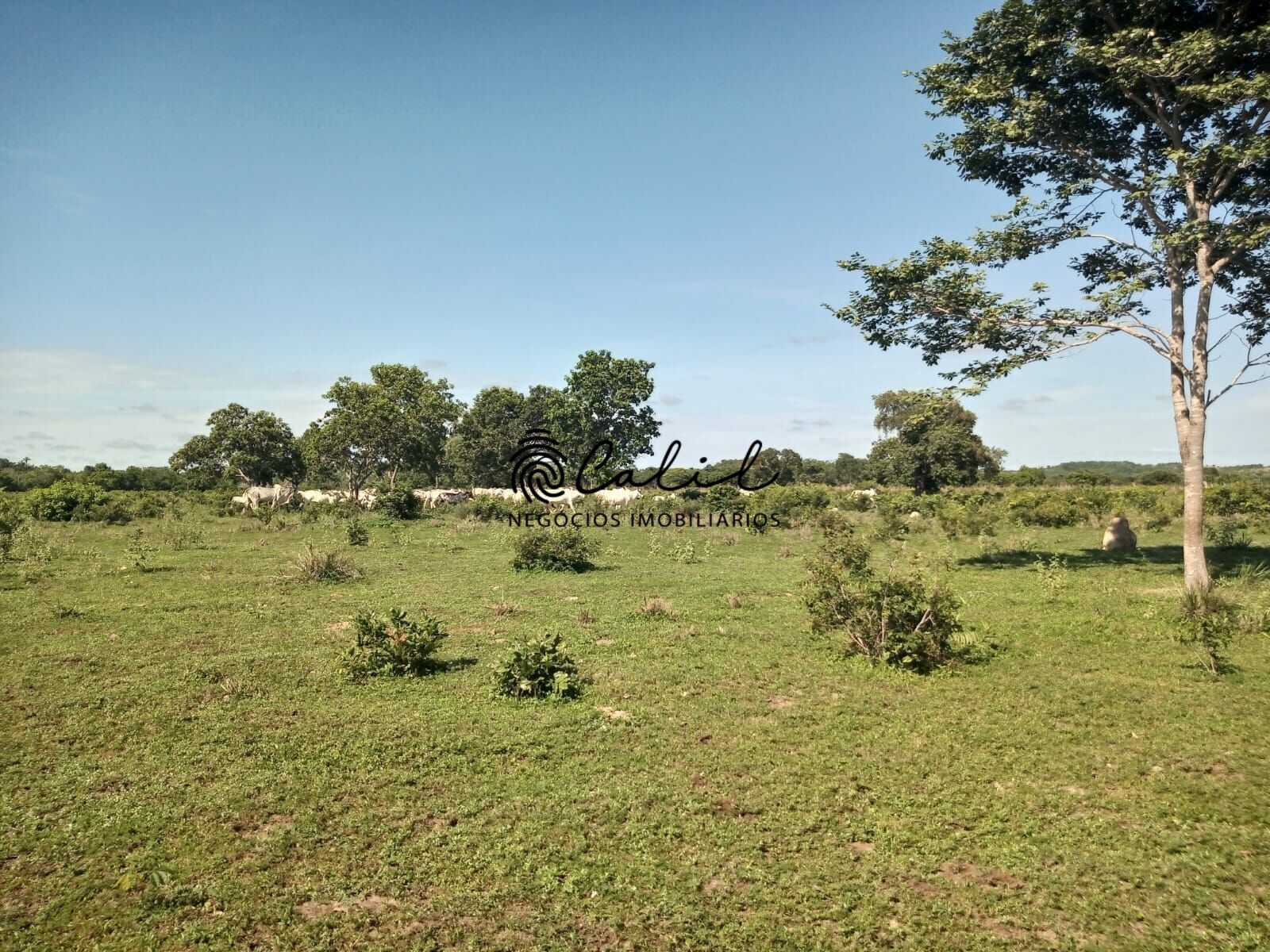 Fazenda à venda com 1 quarto, 3115800m² - Foto 19