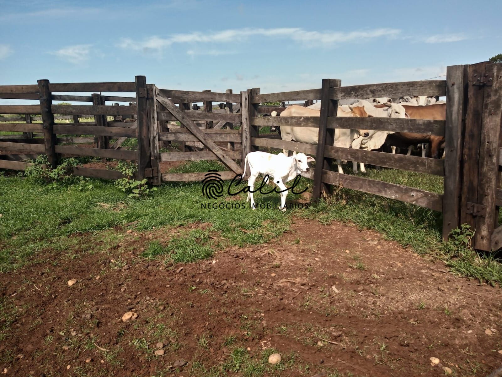Fazenda à venda com 1 quarto, 3115800m² - Foto 2
