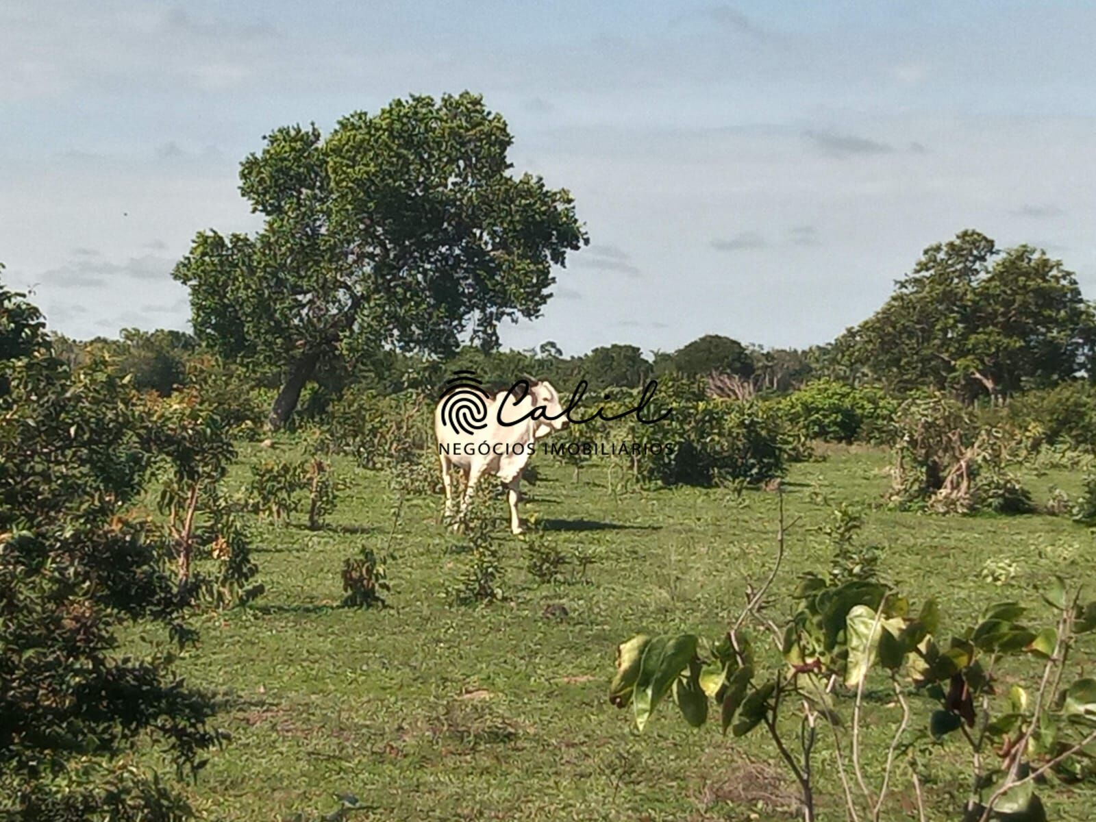 Fazenda à venda com 1 quarto, 3115800m² - Foto 16