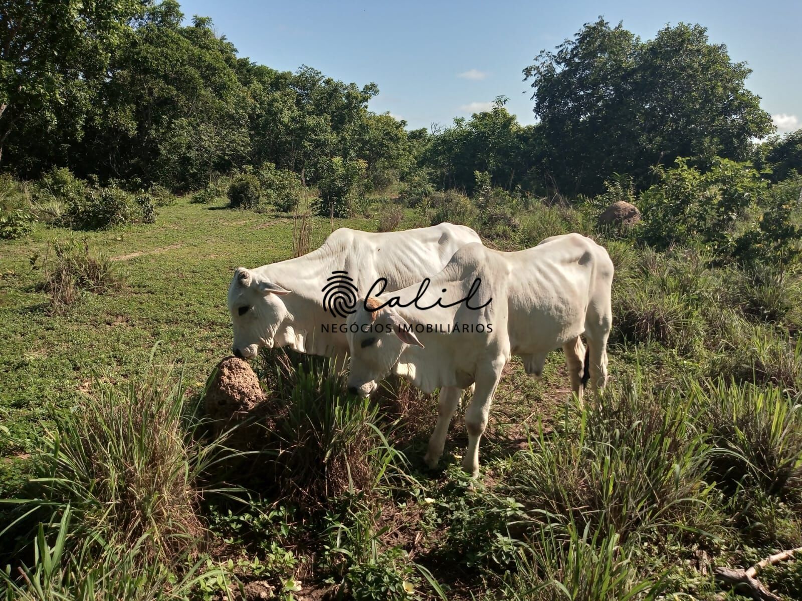 Fazenda à venda com 1 quarto, 3115800m² - Foto 20