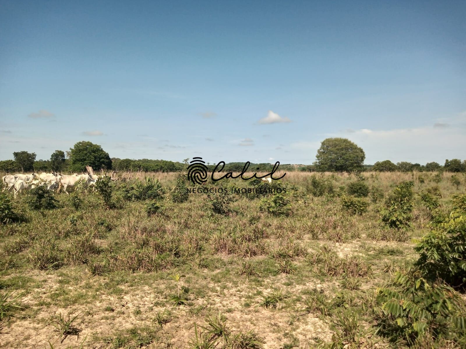 Fazenda à venda com 1 quarto, 3115800m² - Foto 9