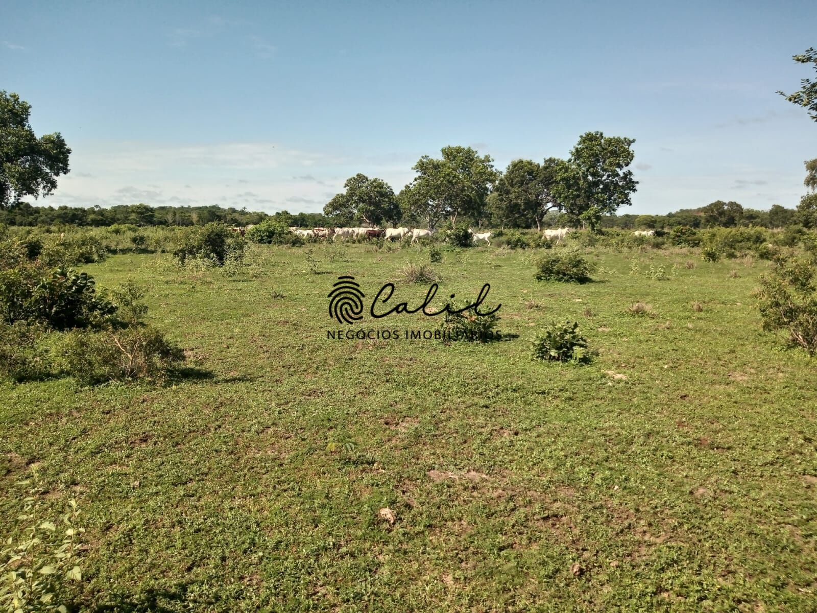 Fazenda à venda com 1 quarto, 3115800m² - Foto 13