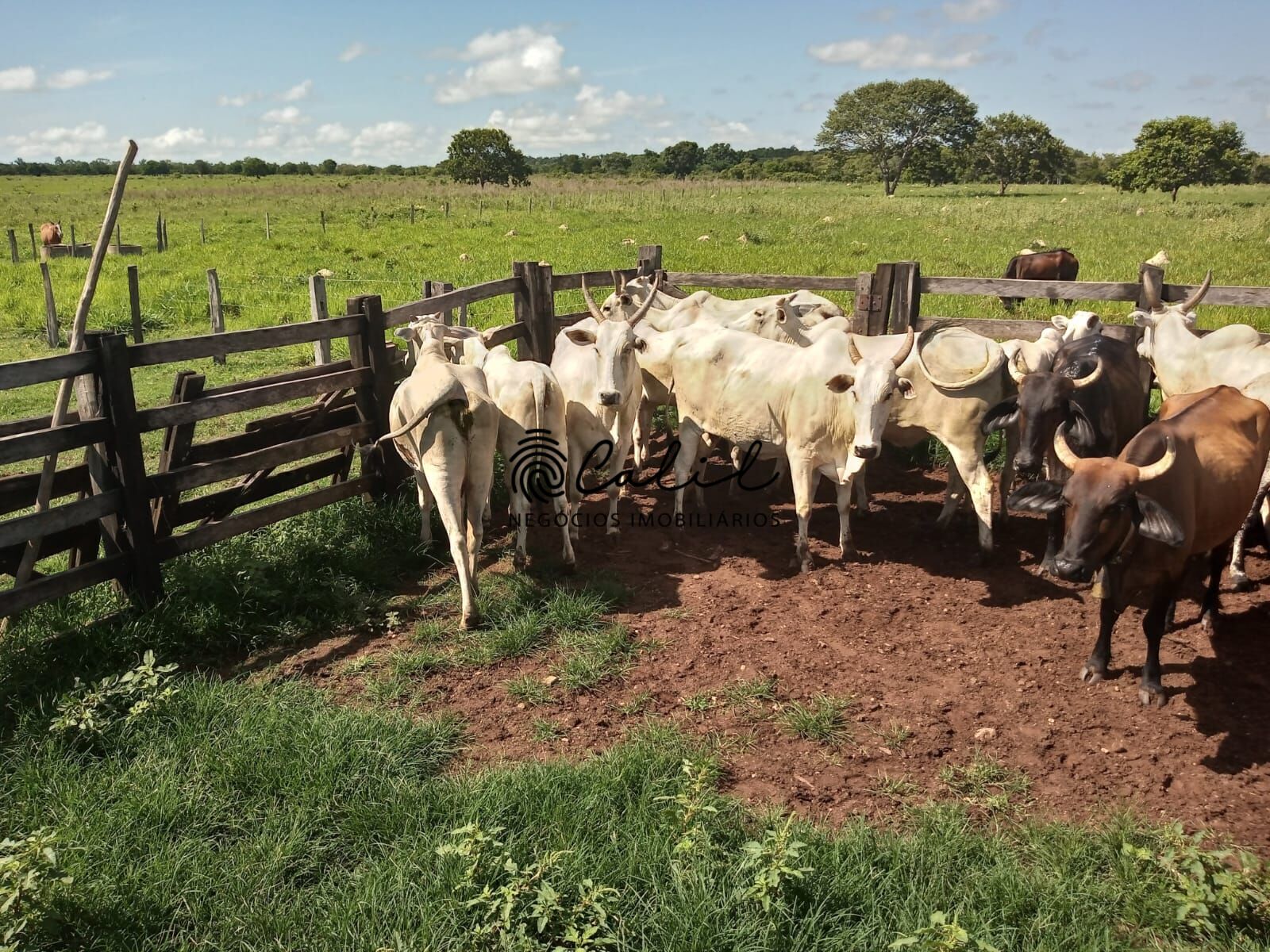 Fazenda à venda com 1 quarto, 3115800m² - Foto 6