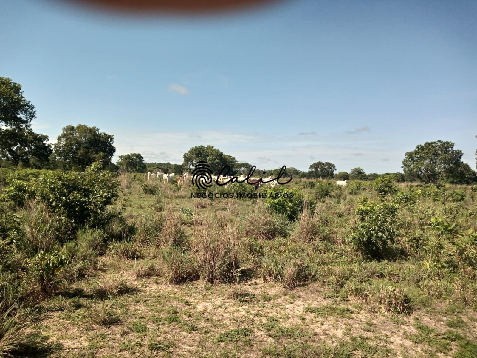 Fazenda à venda com 1 quarto, 3115800m² - Foto 10