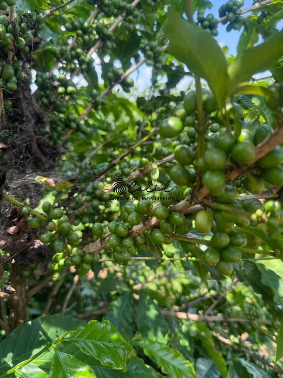 Fazenda, 640 hectares - Foto 14