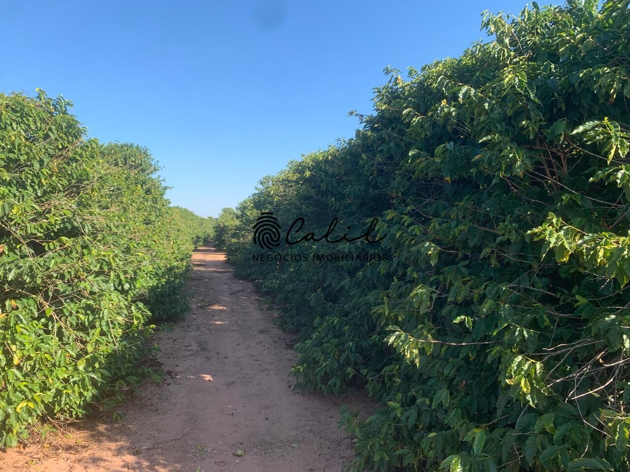 Fazenda, 235 hectares - Foto 12