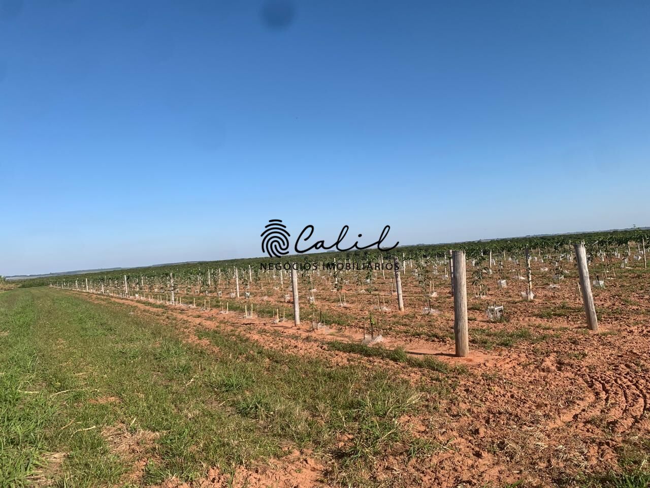 Fazenda, 235 hectares - Foto 11