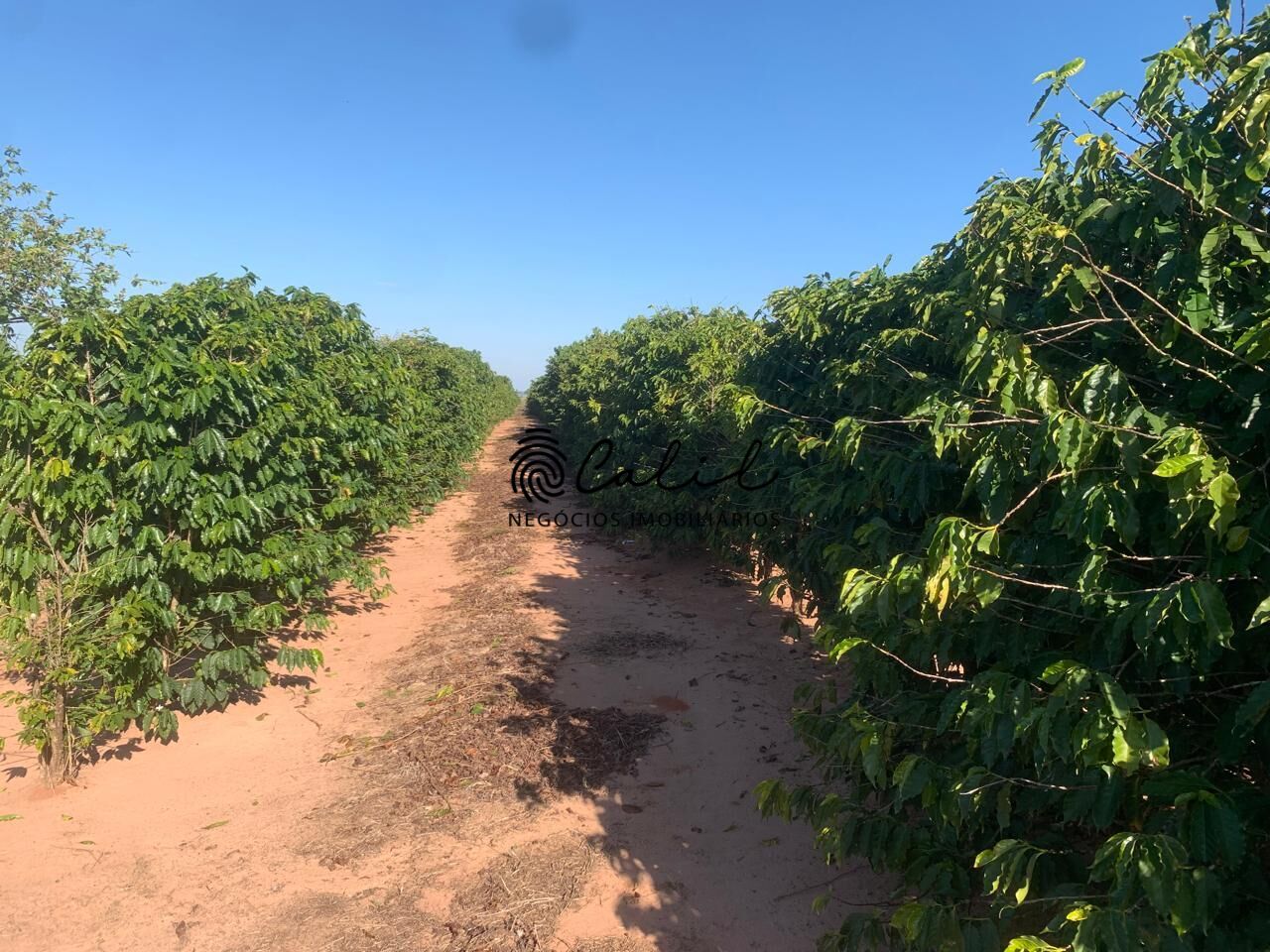 Fazenda, 235 hectares - Foto 8