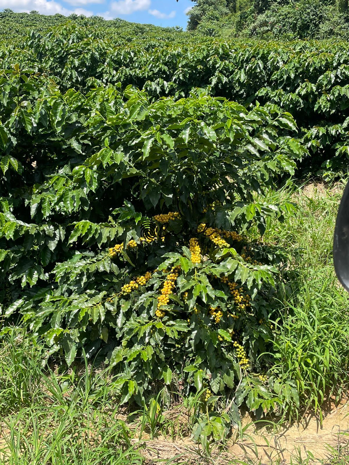 Fazenda à venda com 1 quarto, 5953200m² - Foto 5