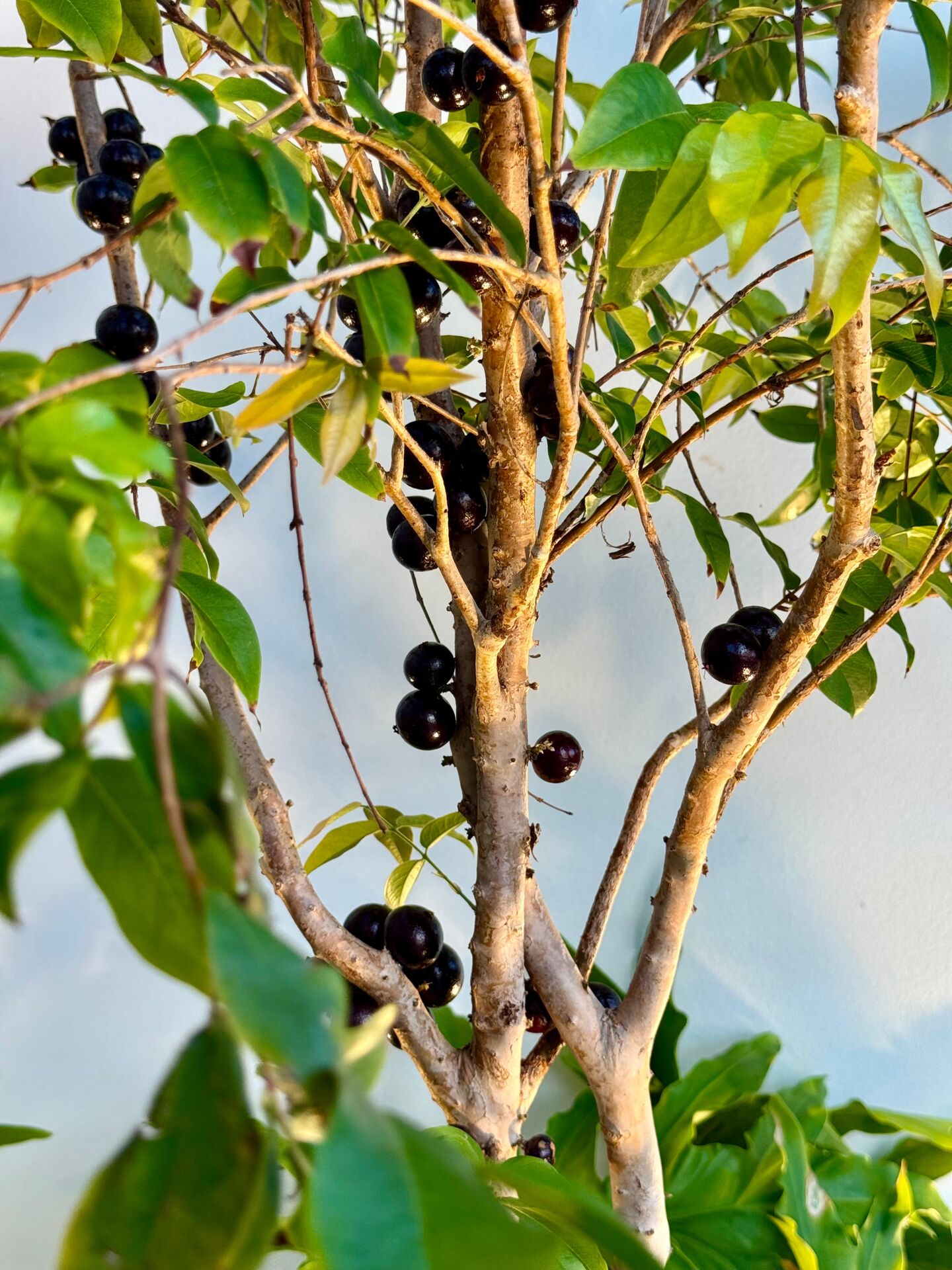 Casa, 3 quartos, 122 m² - Foto 13