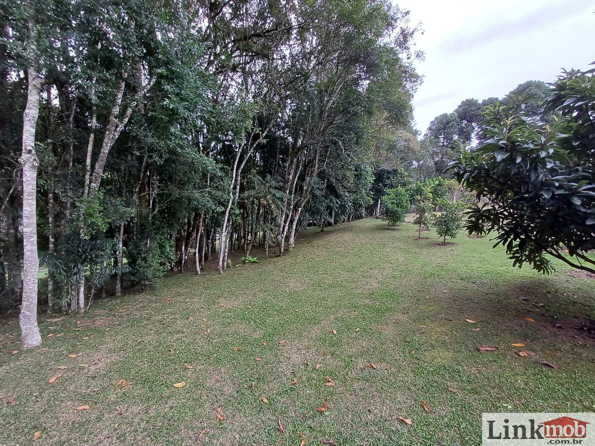 Fazenda à venda com 3 quartos, 3500m² - Foto 65