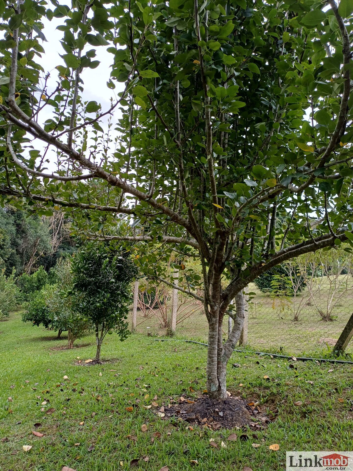 Fazenda à venda com 3 quartos, 3500m² - Foto 61