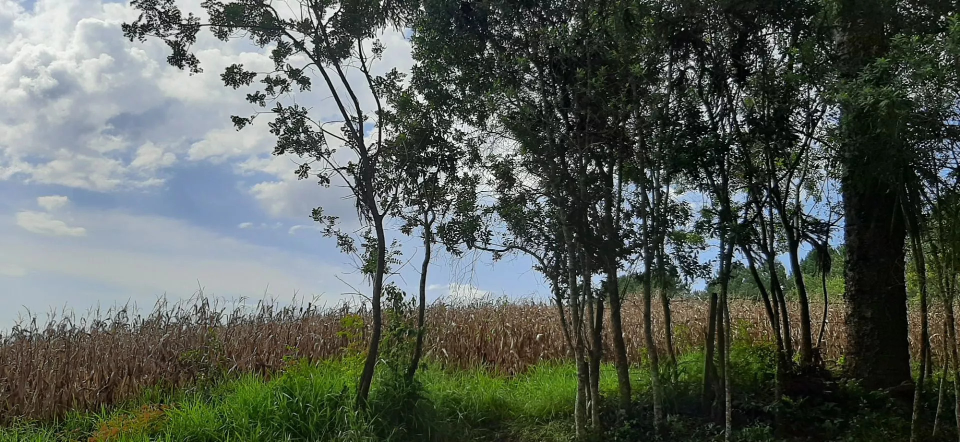 Fazenda à venda com 3 quartos, 167m² - Foto 8