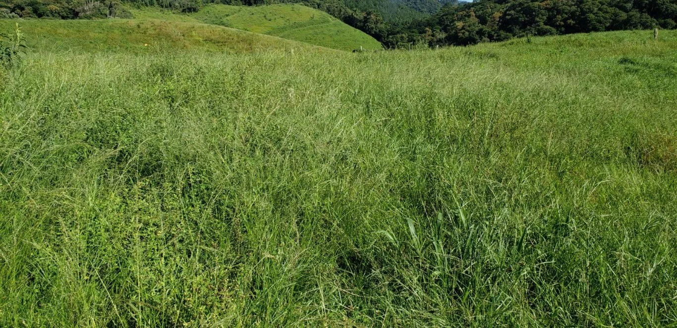 Terreno à venda - Foto 5