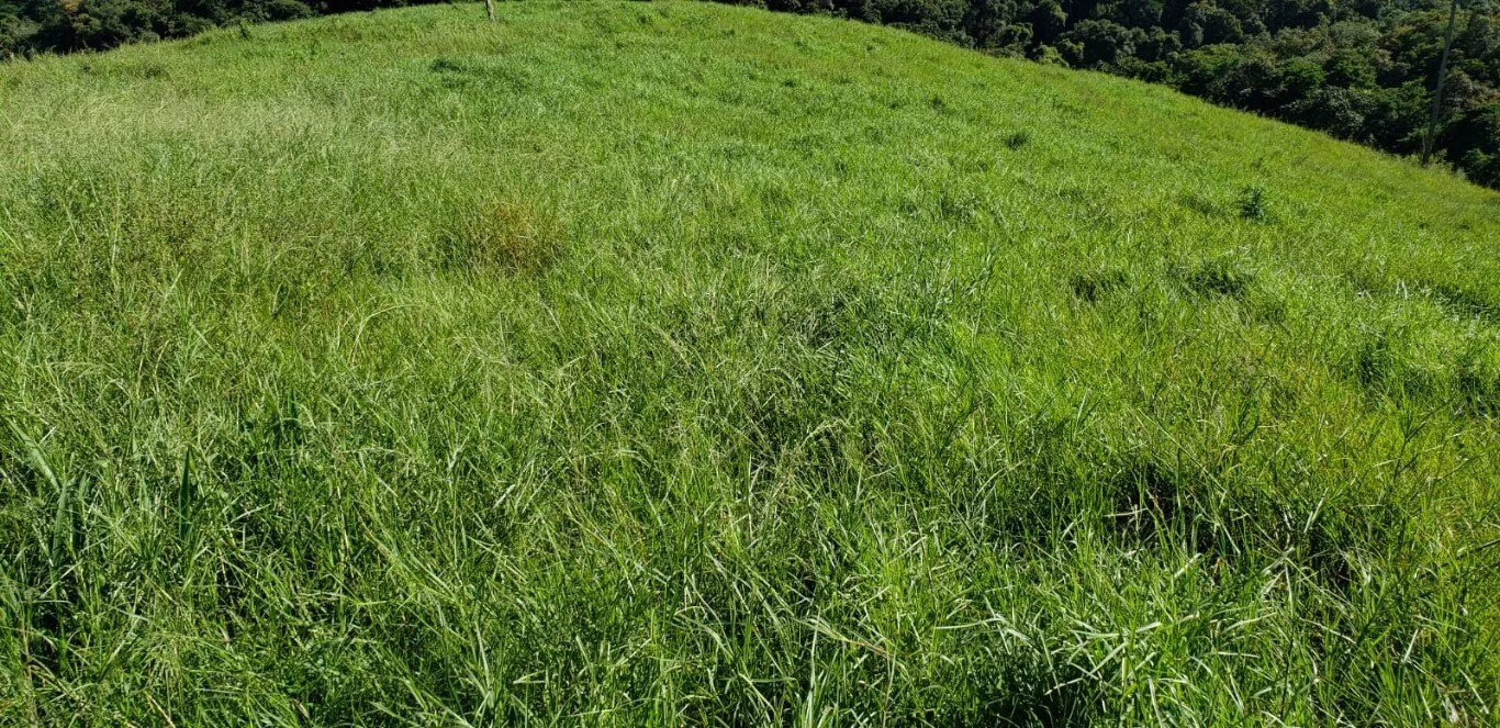 Terreno à venda - Foto 3