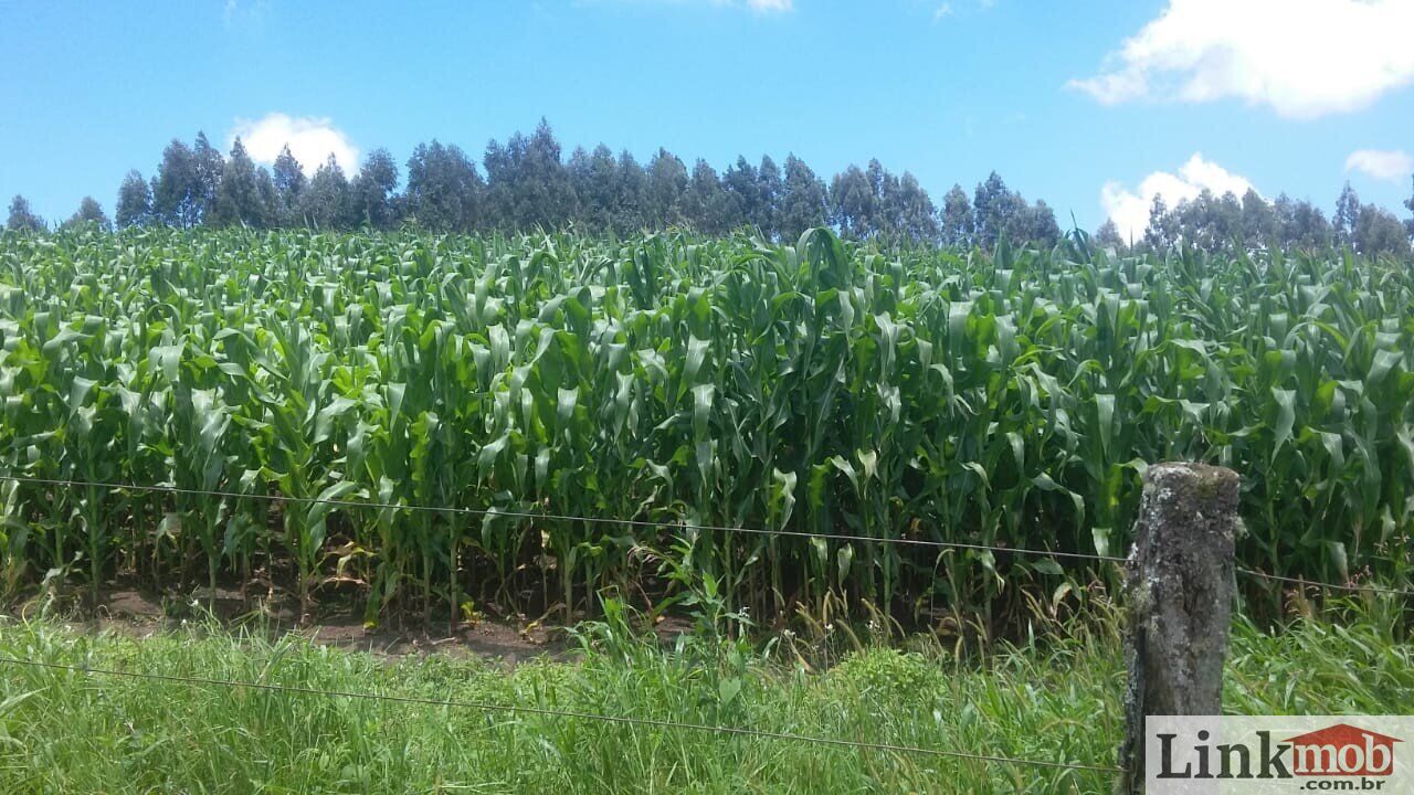 Fazenda à venda com 1 quarto, 1000m² - Foto 47