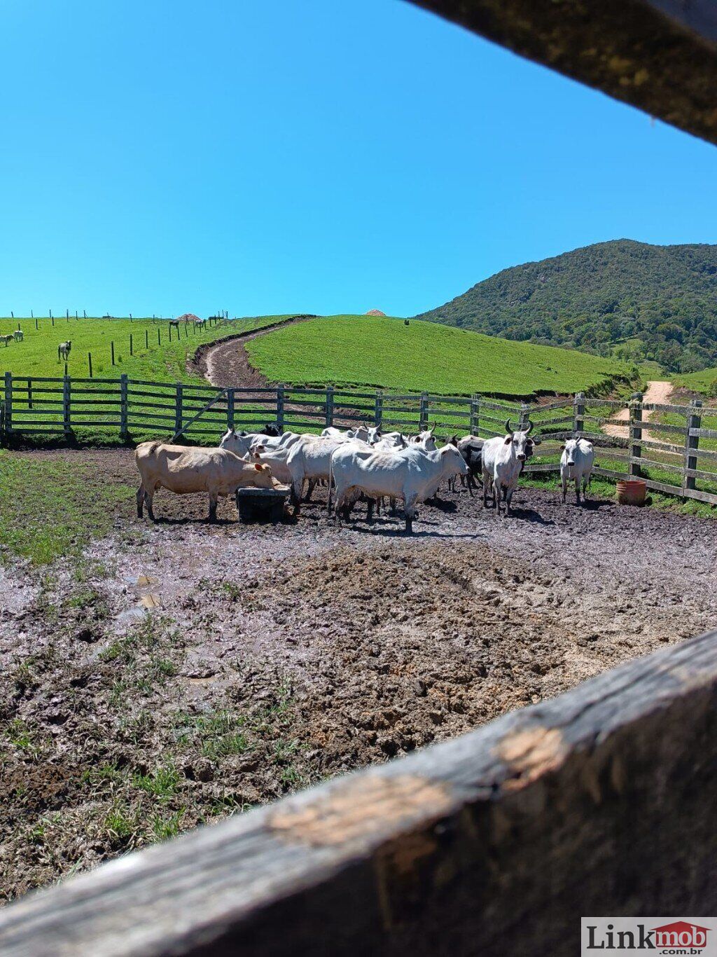 Fazenda à venda com 1 quarto, 1000m² - Foto 34