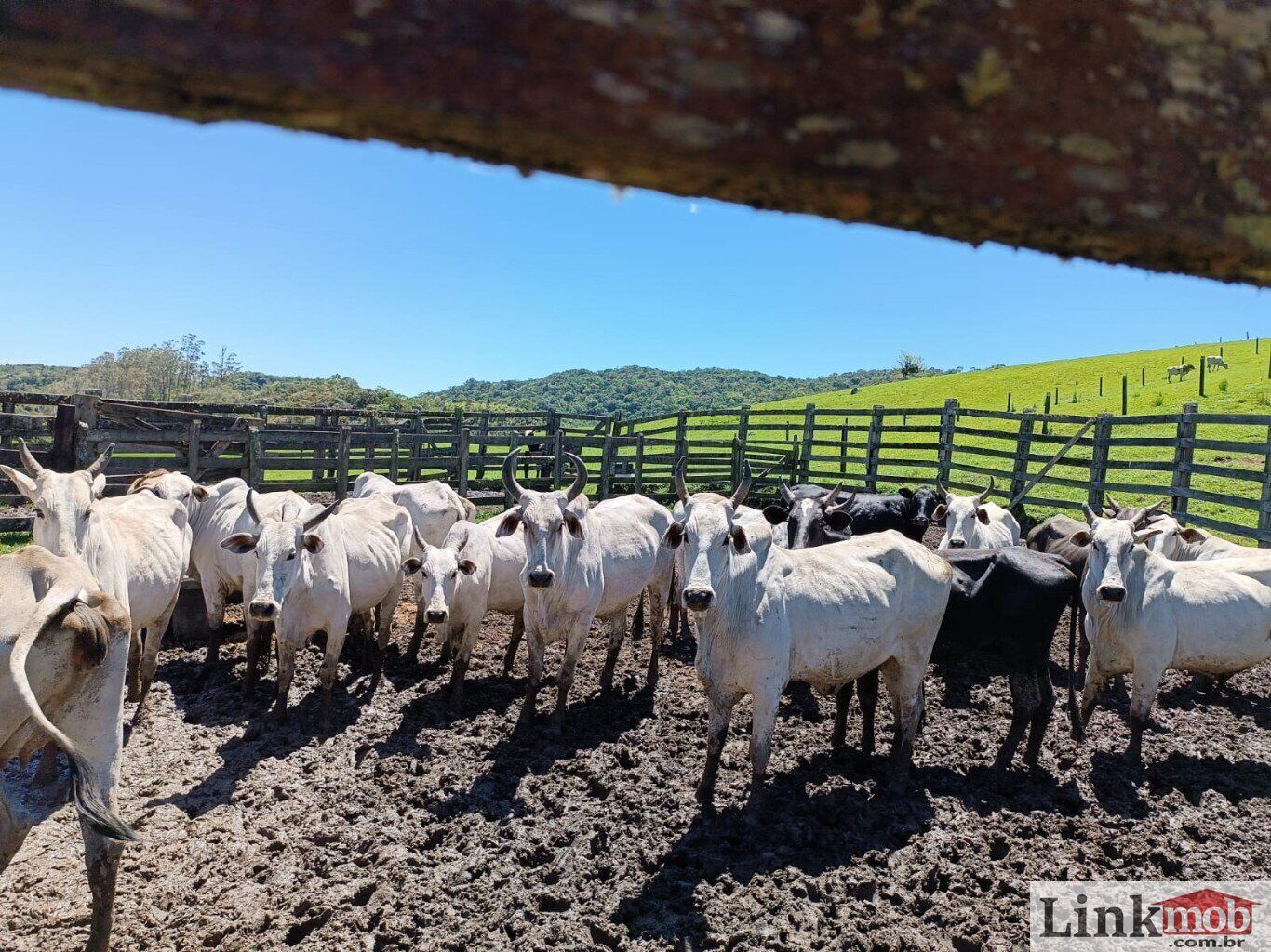 Fazenda à venda com 1 quarto, 1000m² - Foto 45