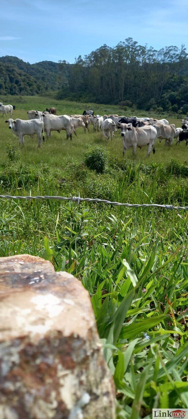 Fazenda à venda com 1 quarto, 1000m² - Foto 19