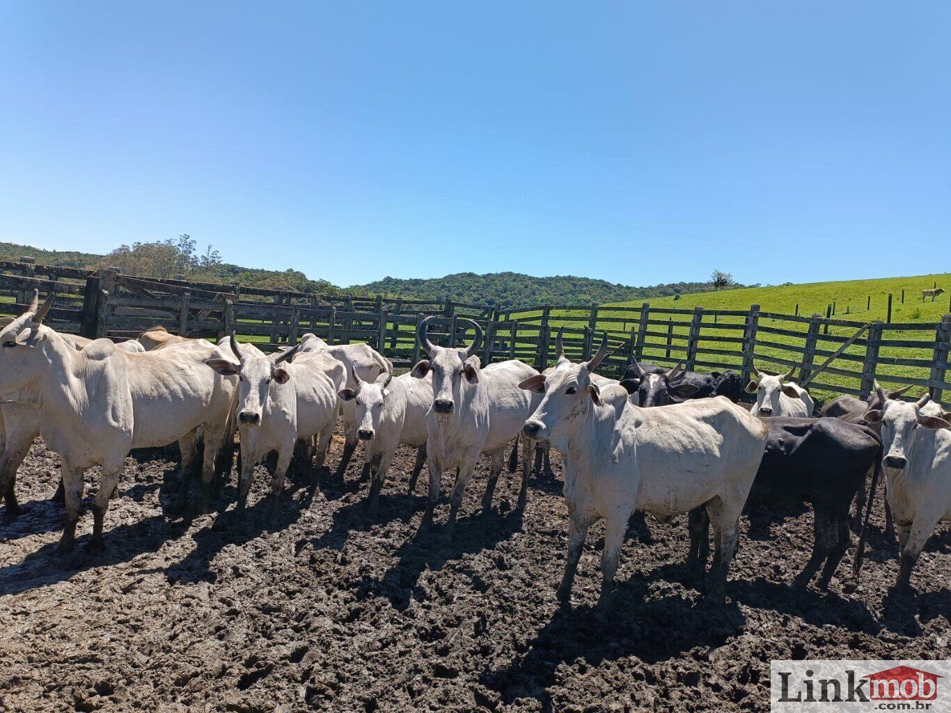 Fazenda à venda com 1 quarto, 1000m² - Foto 27