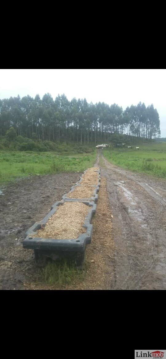 Fazenda à venda com 1 quarto, 1000m² - Foto 38