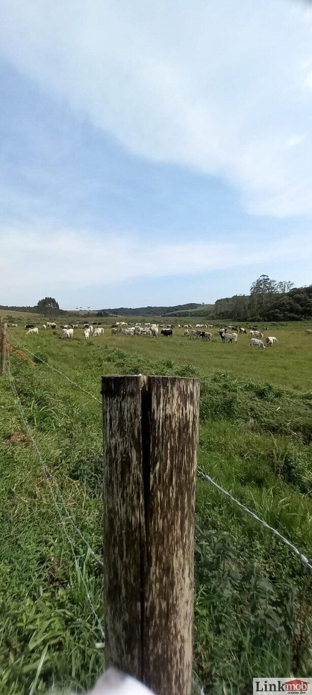 Fazenda à venda com 1 quarto, 1000m² - Foto 18