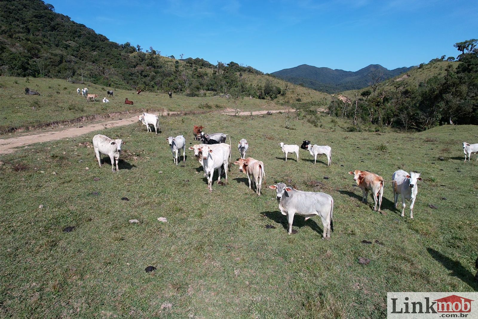 Fazenda à venda com 1 quarto, 1000m² - Foto 49