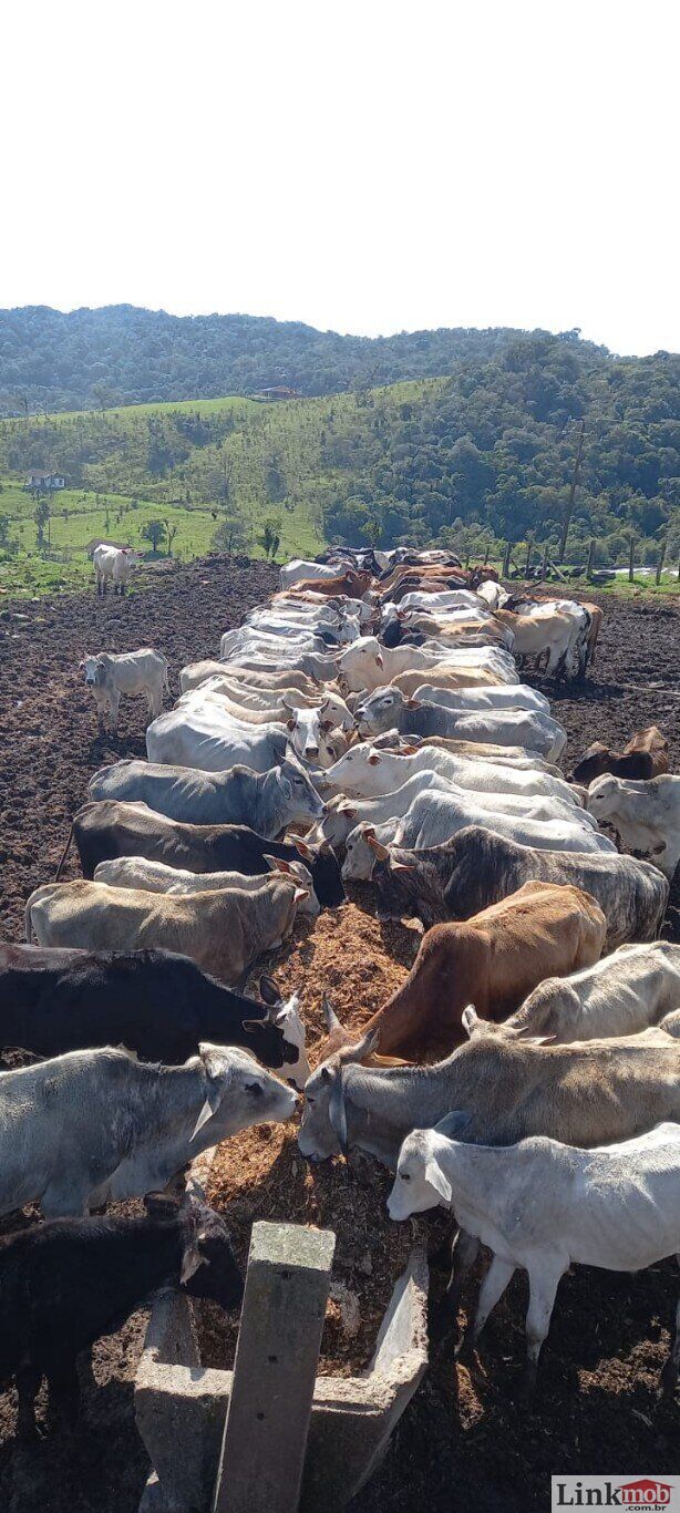 Fazenda à venda com 1 quarto, 1000m² - Foto 42