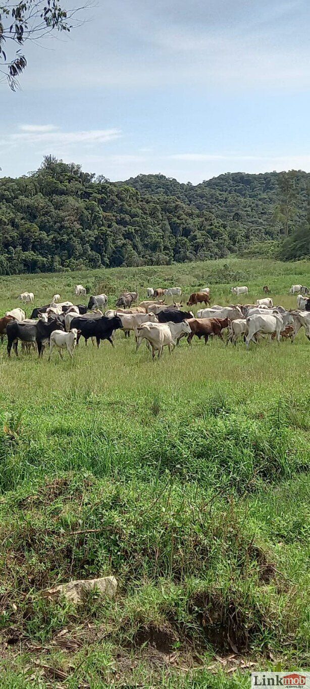 Fazenda à venda com 1 quarto, 1000m² - Foto 41