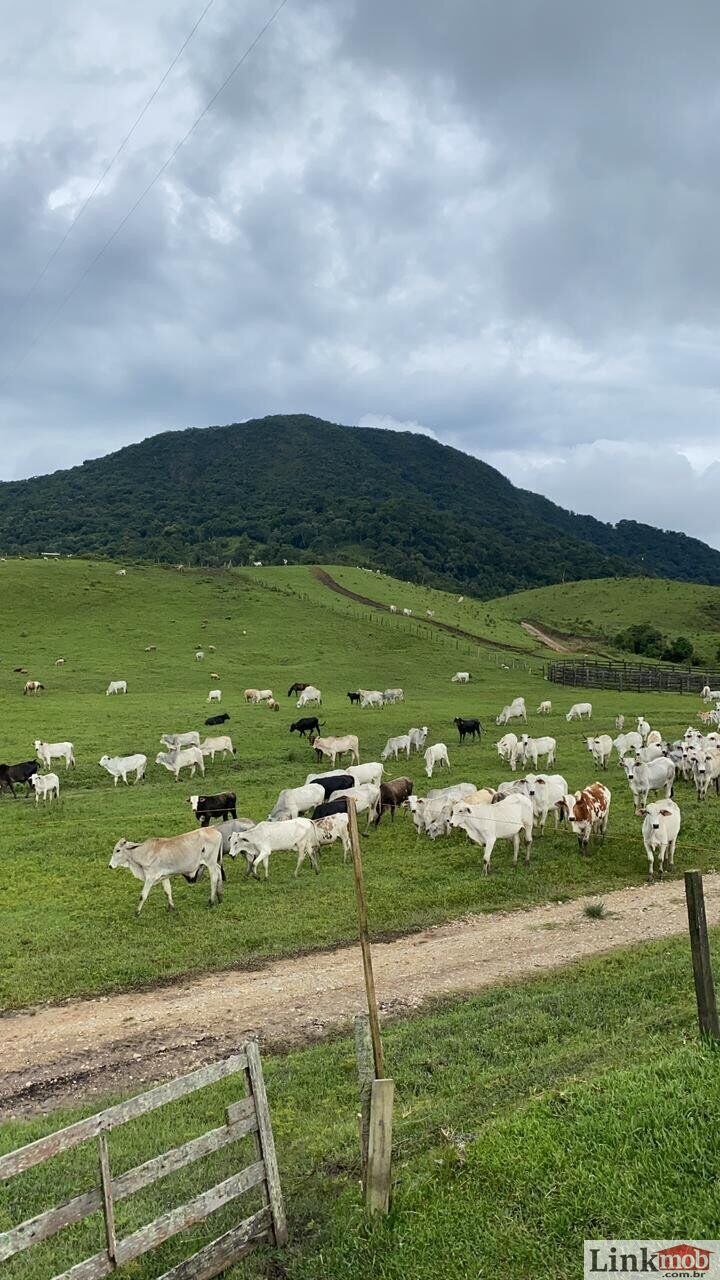 Fazenda à venda com 1 quarto, 1000m² - Foto 46