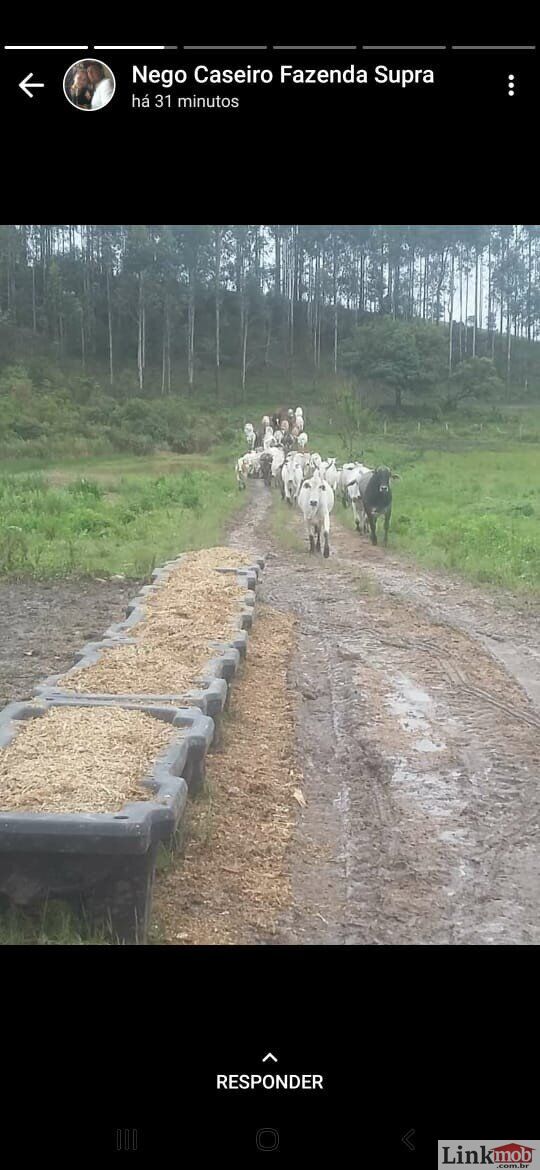 Fazenda à venda com 1 quarto, 1000m² - Foto 30