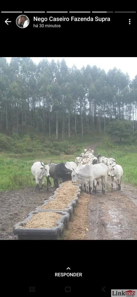 Fazenda à venda com 1 quarto, 1000m² - Foto 26