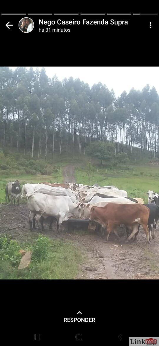 Fazenda à venda com 1 quarto, 1000m² - Foto 20