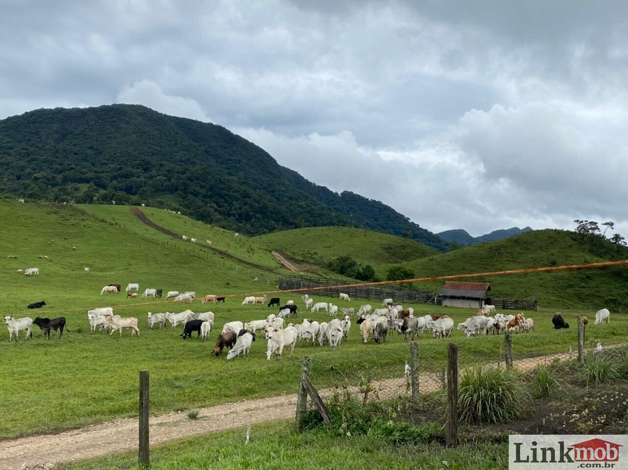 Fazenda à venda com 1 quarto, 1000m² - Foto 7