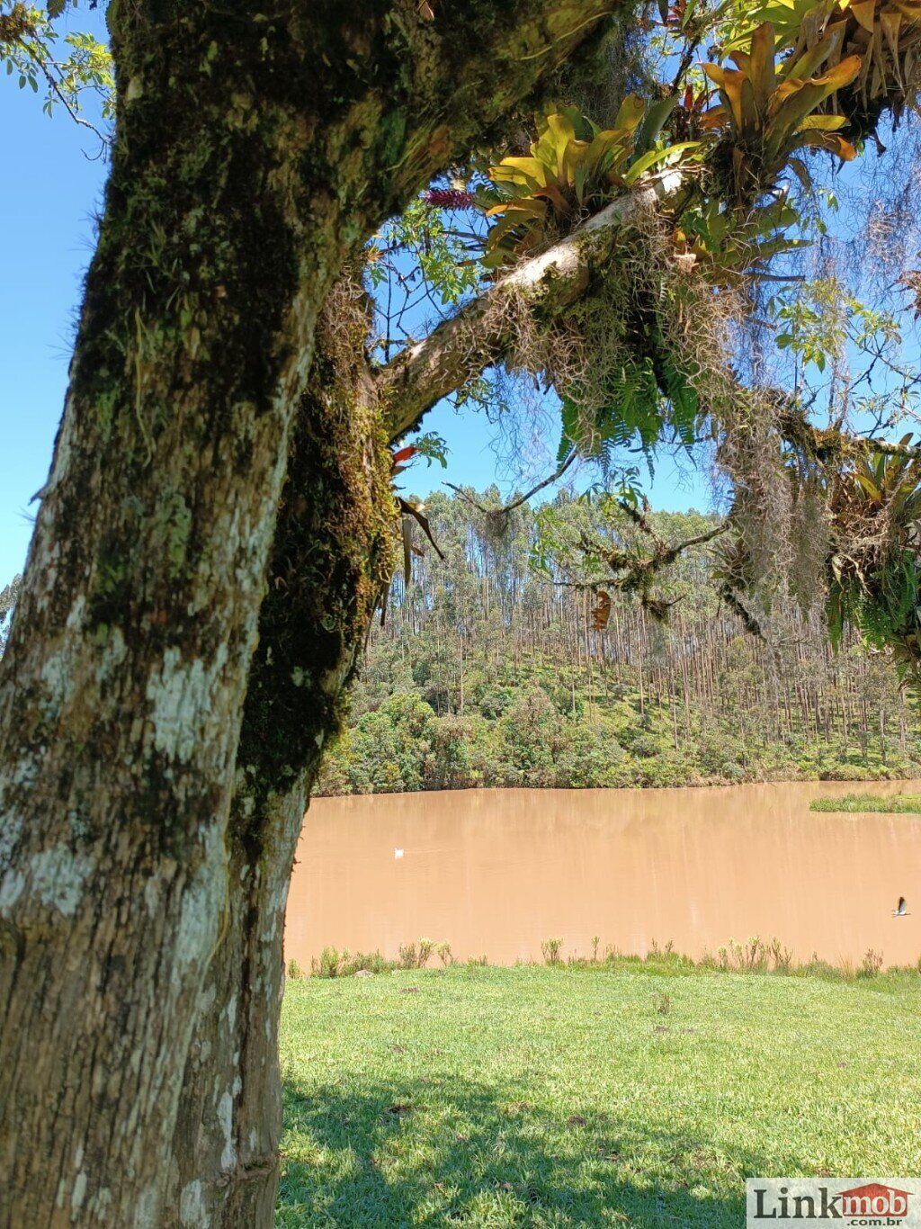 Fazenda à venda com 1 quarto, 1000m² - Foto 11