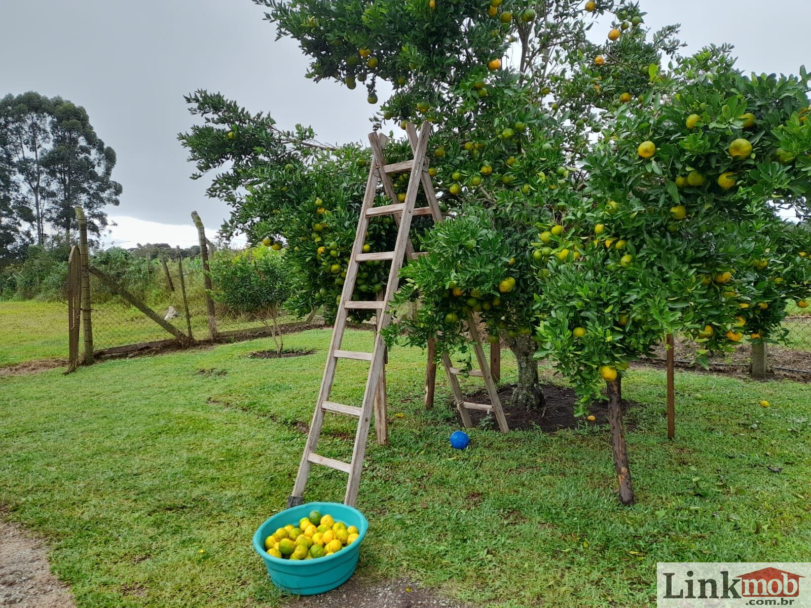 Chácara à venda com 8 quartos, 6500m² - Foto 17