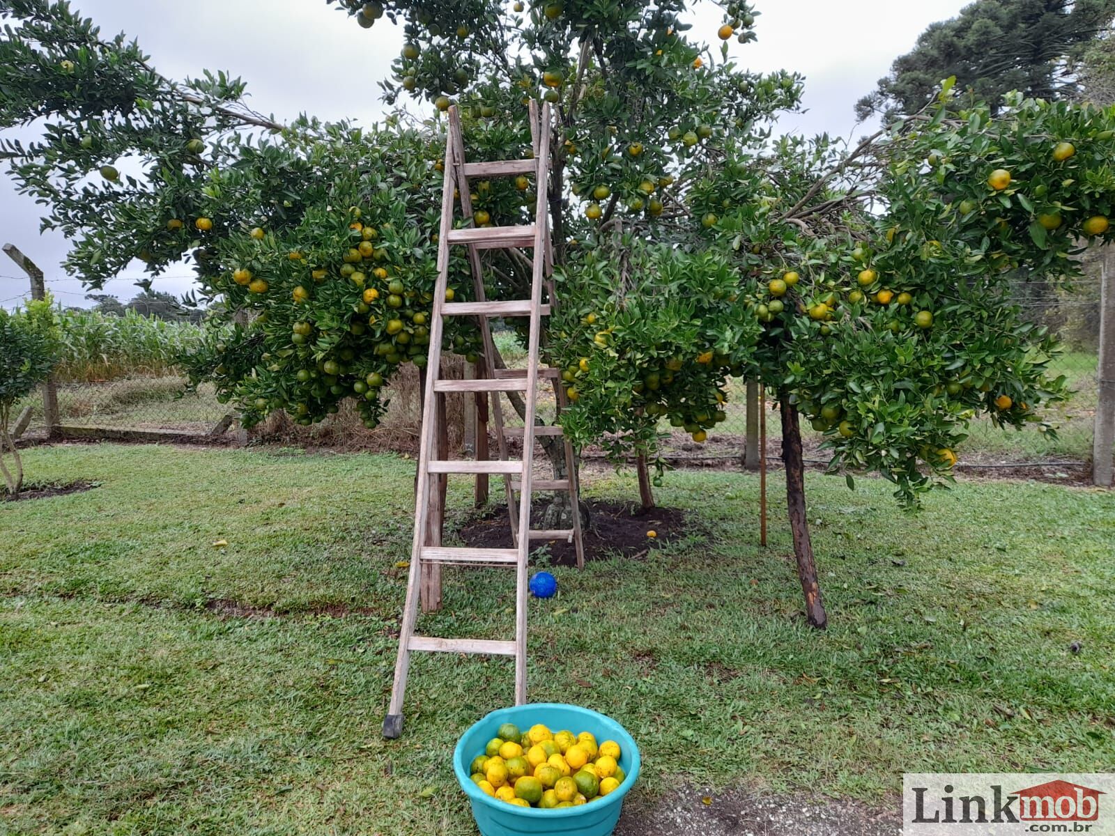Chácara à venda com 8 quartos, 6500m² - Foto 16