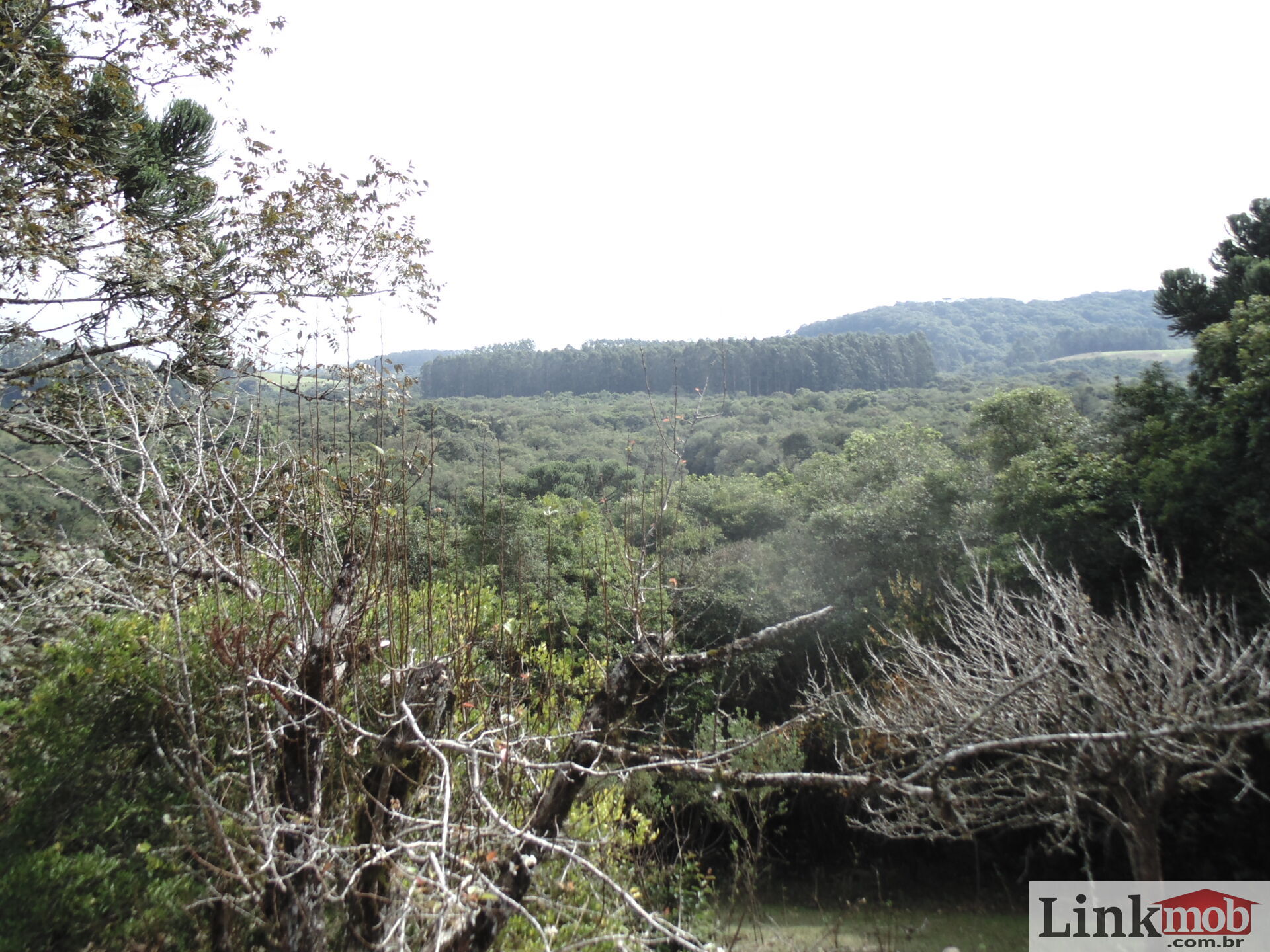 Fazenda à venda, 50000m² - Foto 4