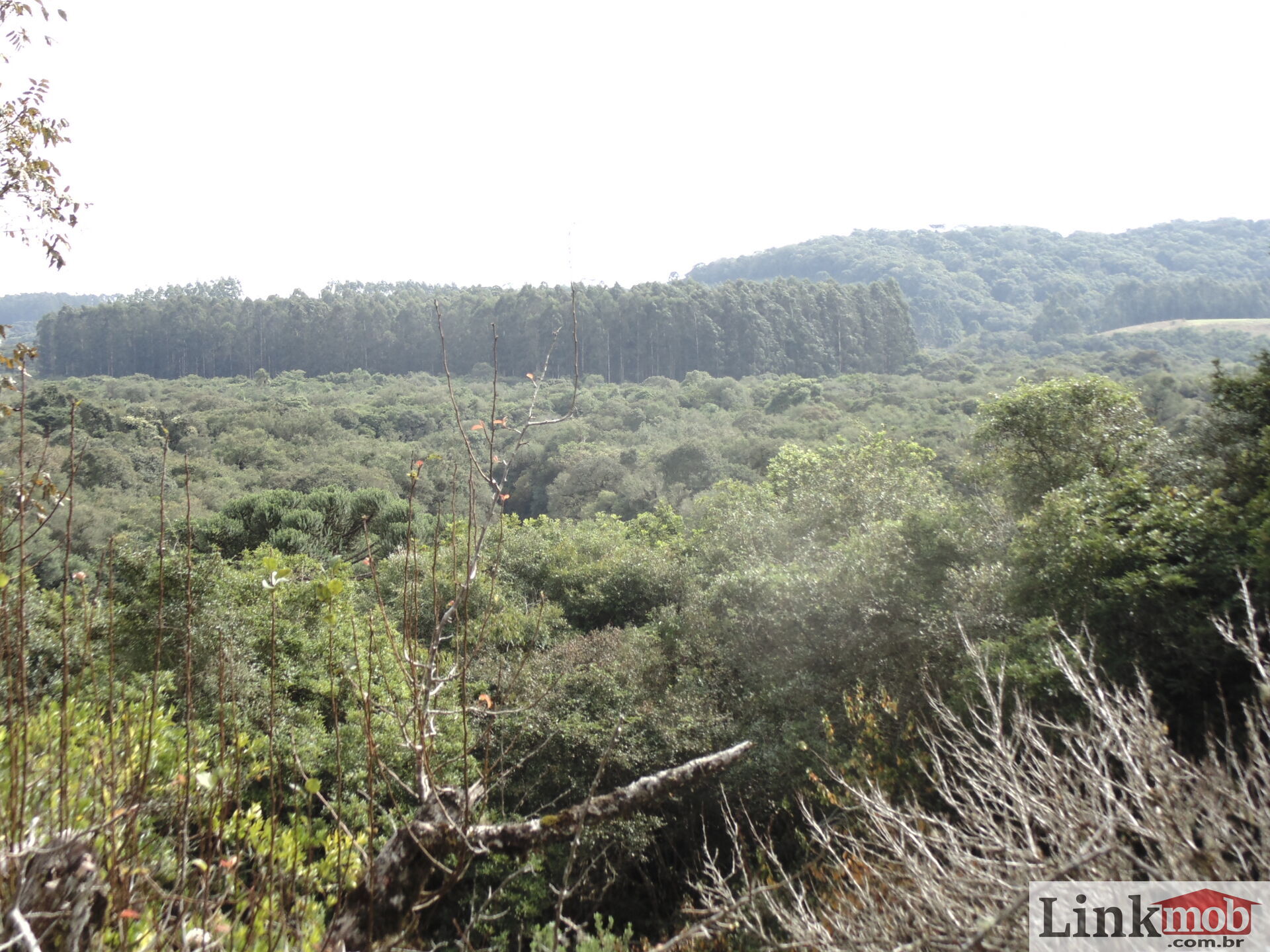 Fazenda à venda, 50000m² - Foto 3