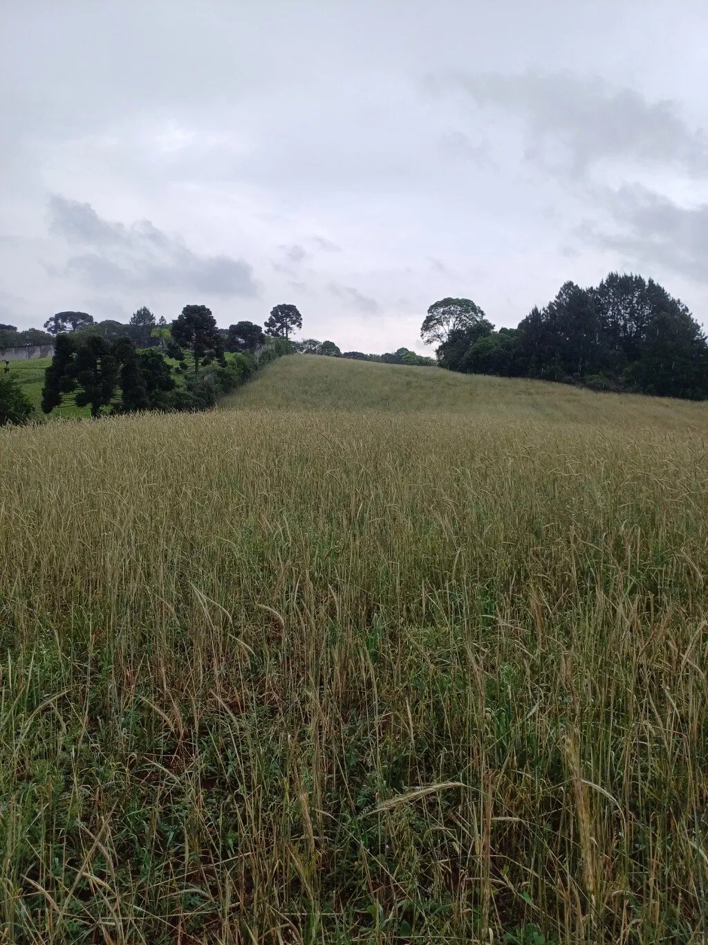 Terreno à venda, 36000m² - Foto 9