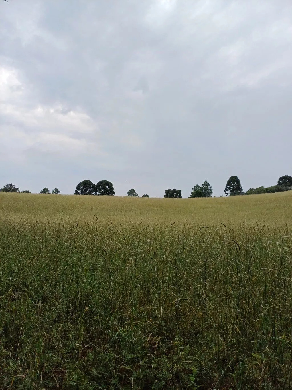 Terreno à venda, 36000m² - Foto 3