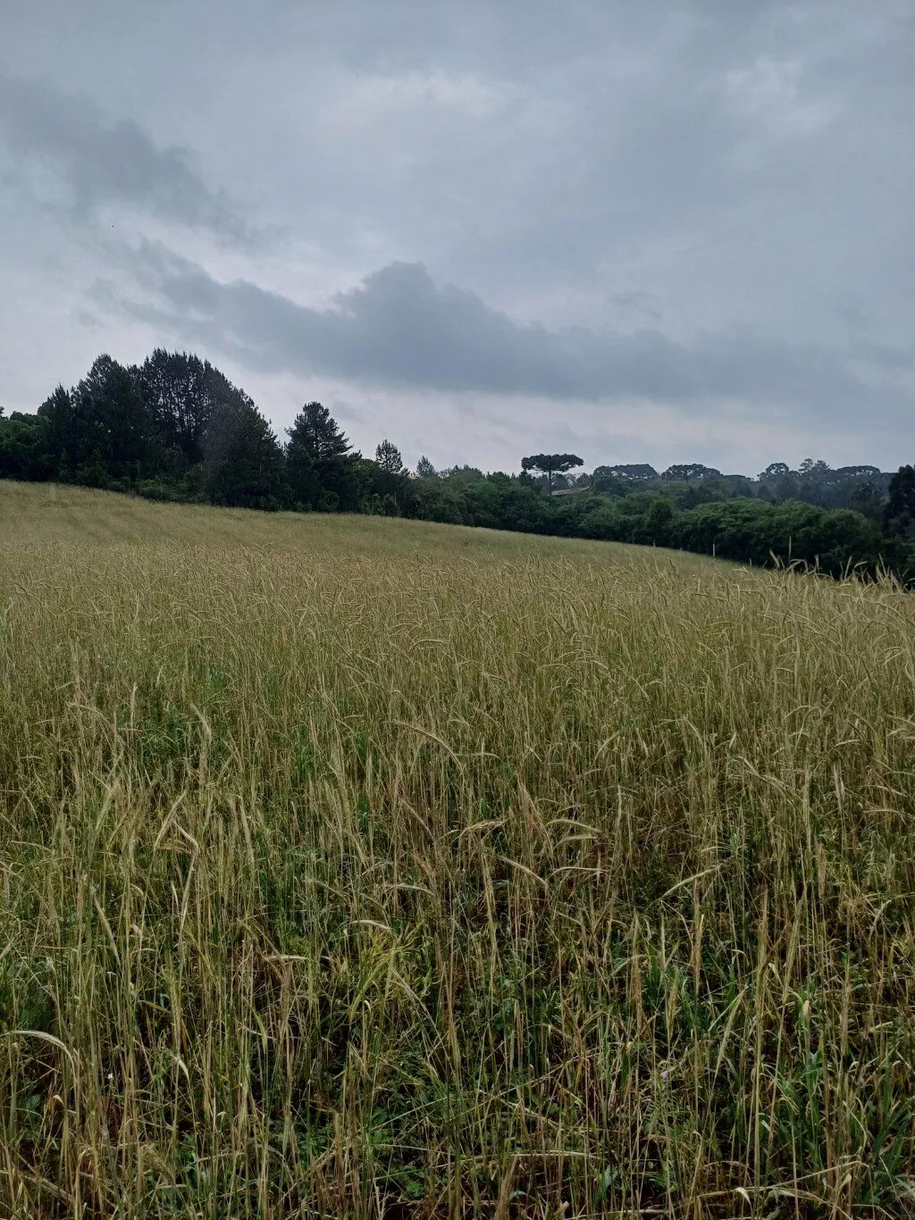 Terreno à venda, 36000m² - Foto 10