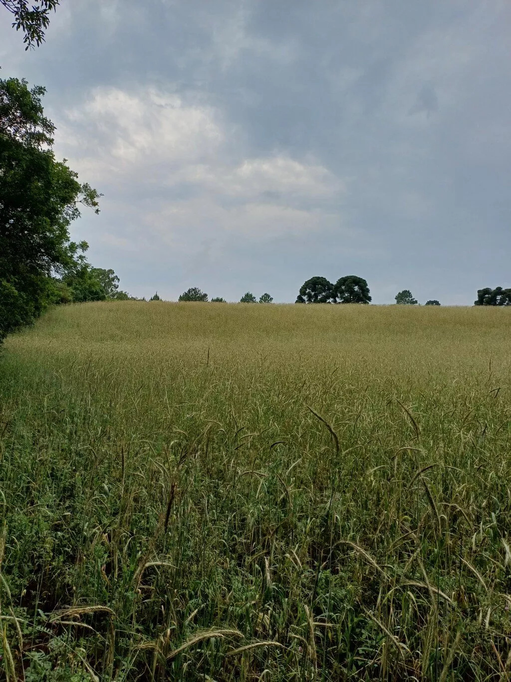 Terreno à venda, 36000m² - Foto 6