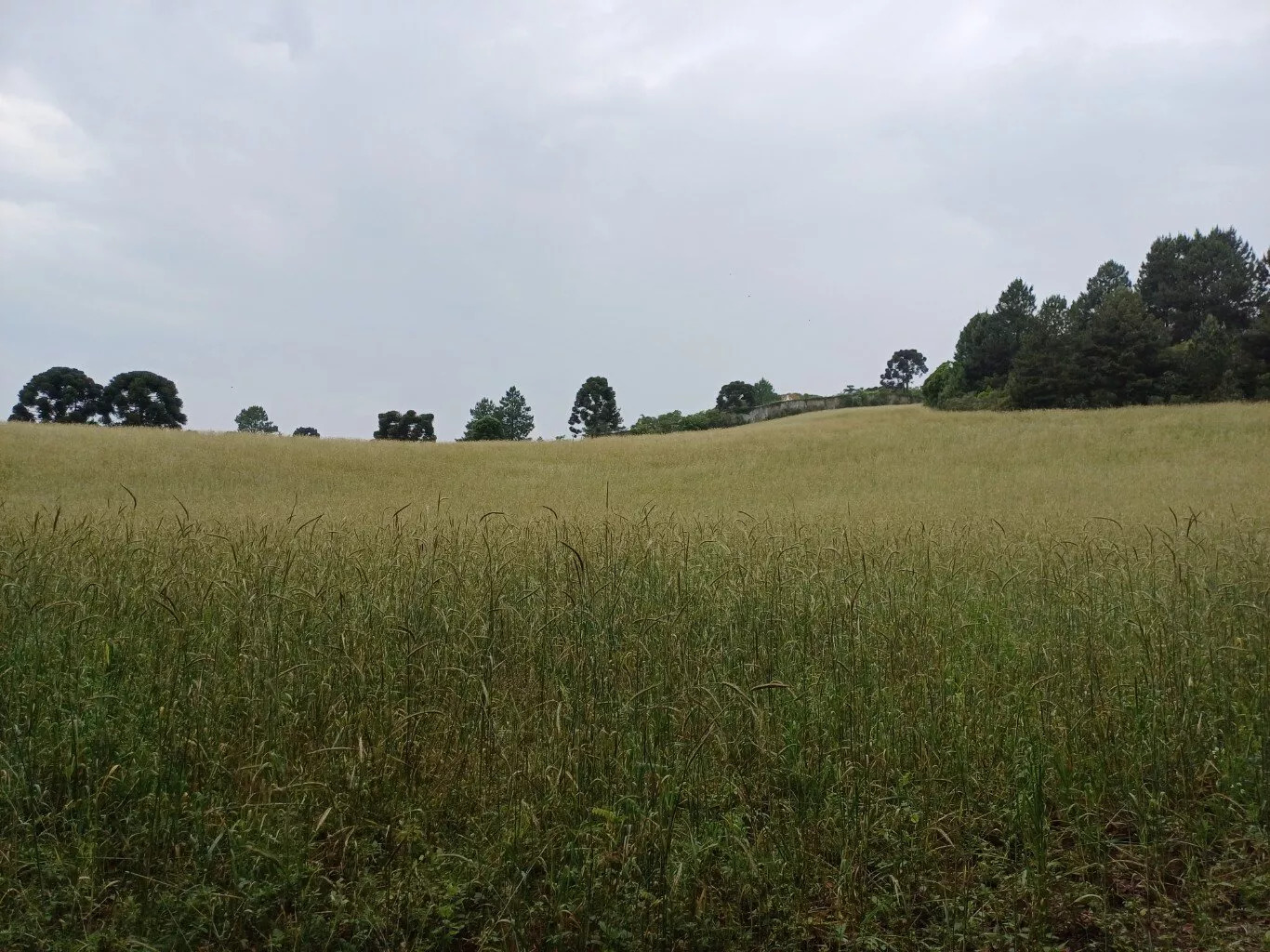 Terreno à venda, 36000m² - Foto 2