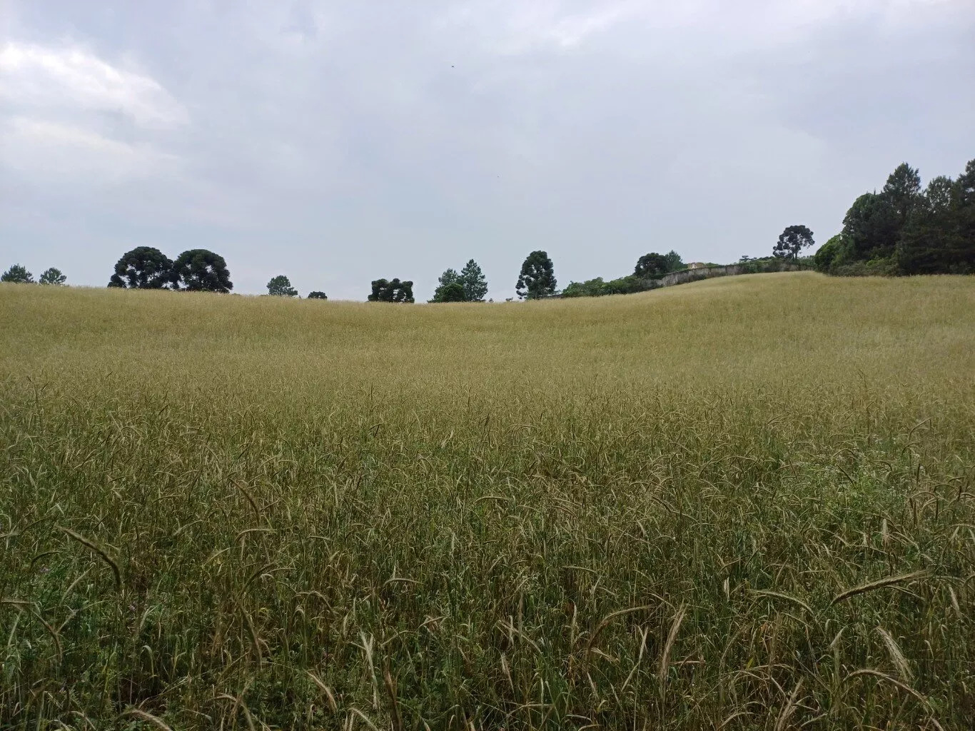 Terreno à venda, 36000m² - Foto 7