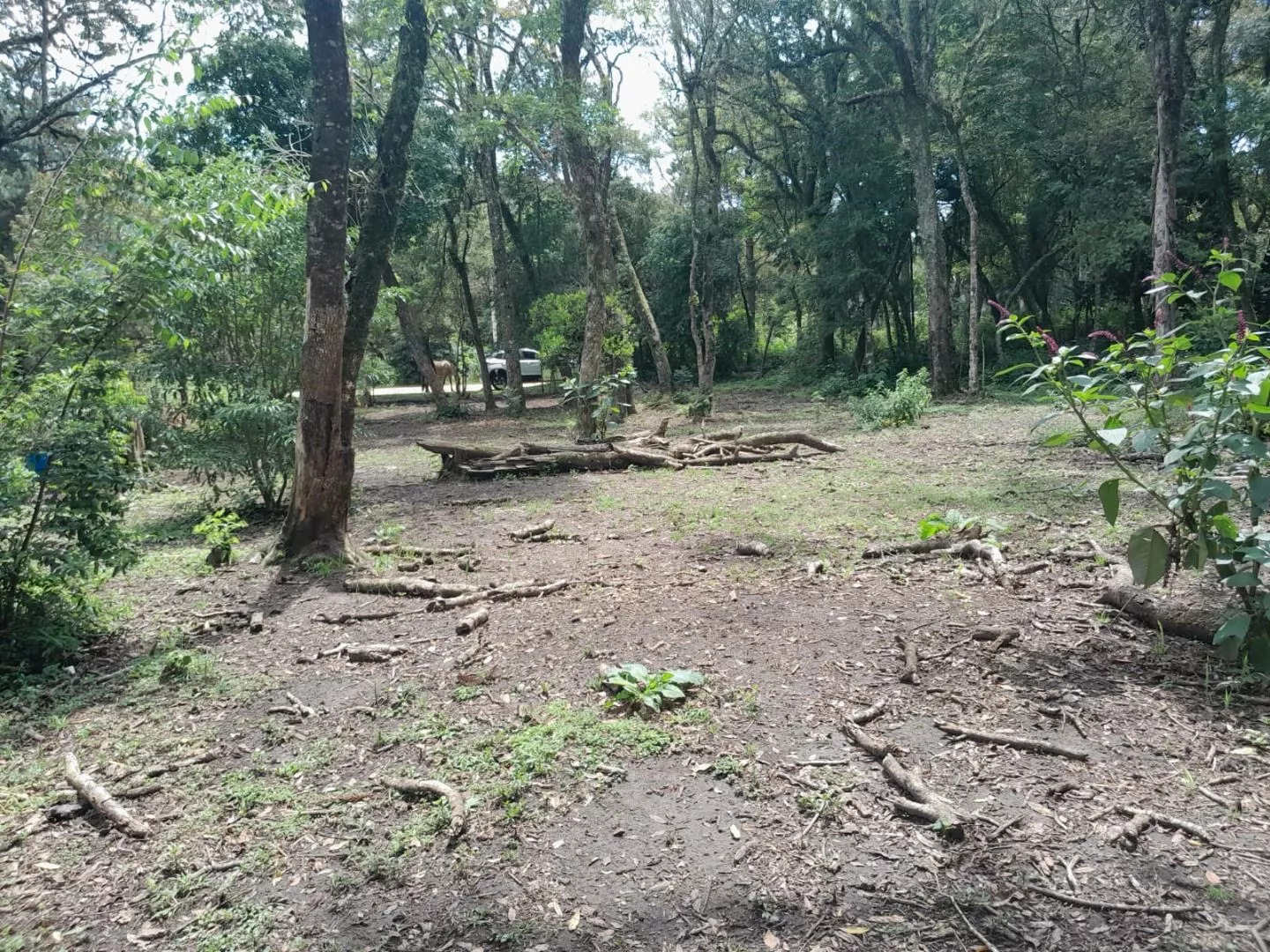 Terreno à venda, 800m² - Foto 3