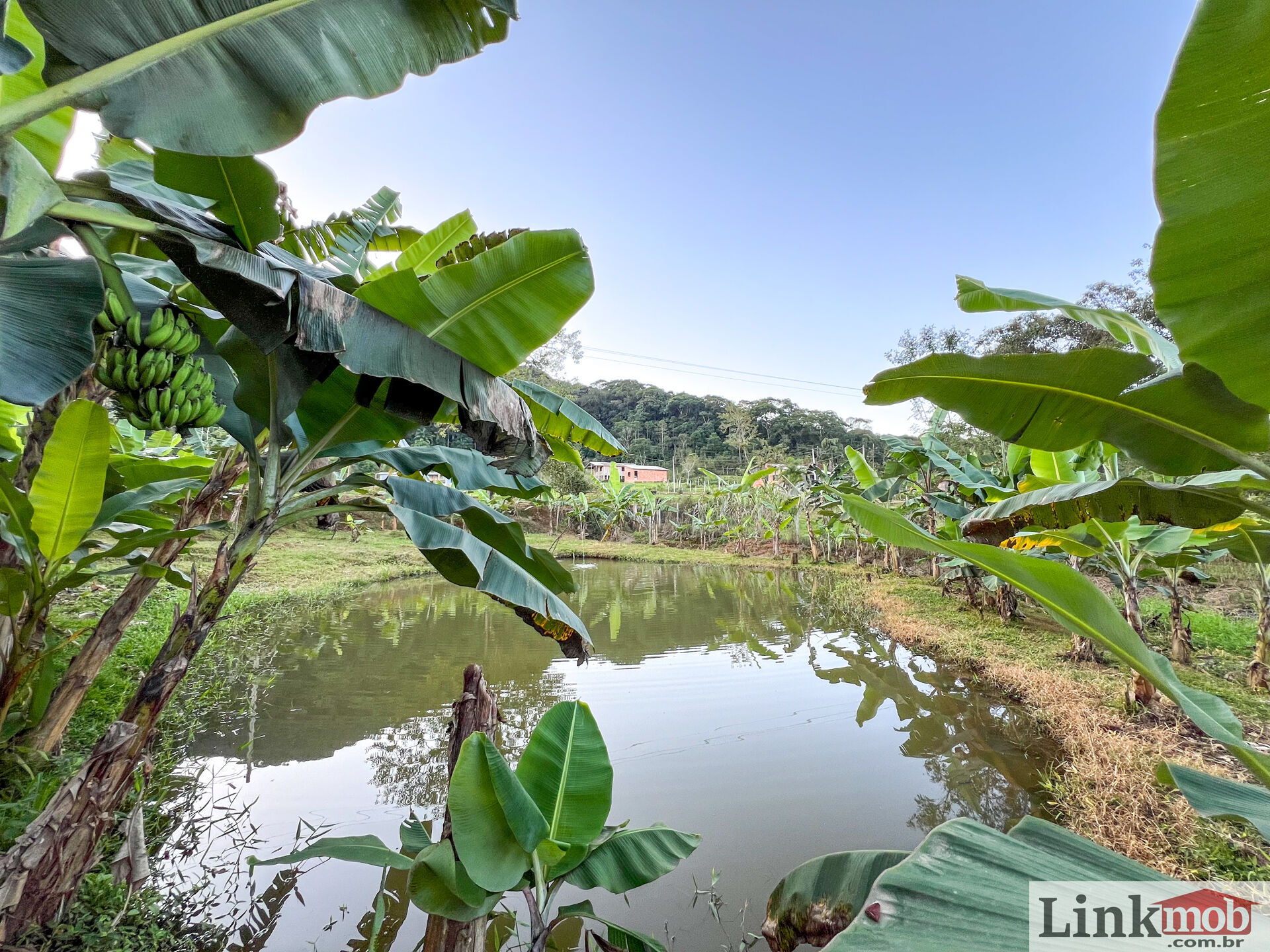 Fazenda à venda com 3 quartos, 3000m² - Foto 1