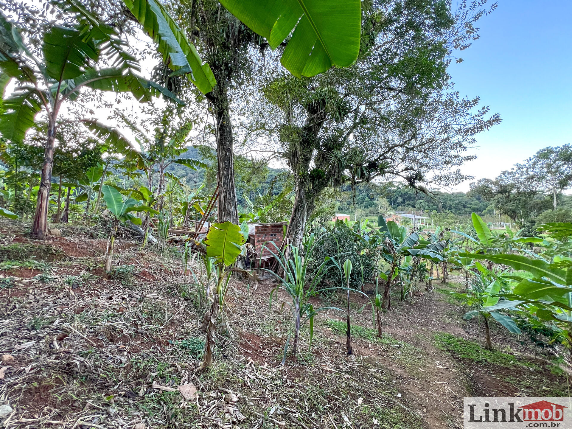 Fazenda à venda com 3 quartos, 3000m² - Foto 22